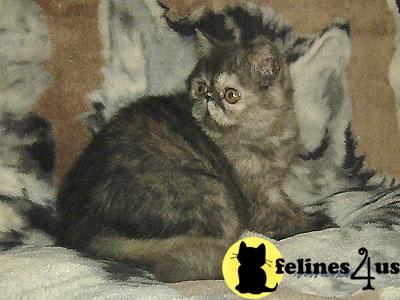 mateycat Picture 2